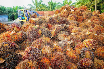 В Малайзии в октябре резко сократился экспорт пальмового масла